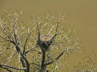 На Камчатке стартовал масштабный мониторинг краснокнижных рыбоядных птиц. Фото: Евгений Есин / КамГУ им. Витуса Беринга