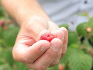 Международный форум "Дни сада в Бирюлево". Уникальные сорта садовых культур