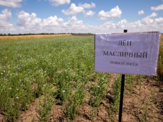 НИИСХ Крыма: Ведём прямой диалог с растениями. Фото: Николай Мохначев / Научная Россия