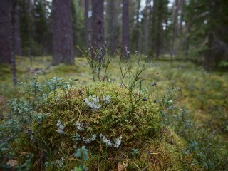 От древних вулканов до масс-спектрометра: первая научно-практическая конференция БРИКС в Карелии. Фото: Елена Либрик / «Научная Россия»