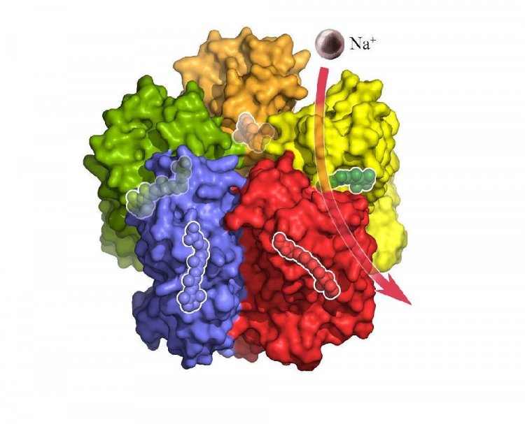 Описан белок, дающий возможность управлять нервной проводимостью живой клетки