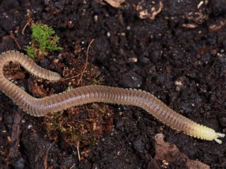 Мокрица Schizidium rausi. Автор фото - Ф.С. Бызов