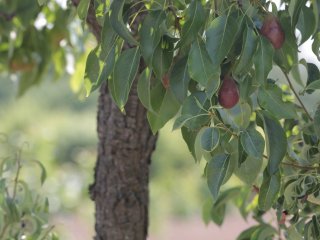 Пресс-тур «Научной России» и РАН в Тимирязевской академии. Фото: Ольга Мерзлякова / «Научная Россия»