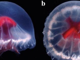 Ученые назвали медузу Sant jordi a pages из-за ее ярко-красного живота, напоминающего Георгиевский крест