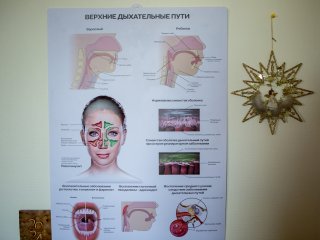 «Истоки аллергии кроются в детстве». Интервью с аллергологом Верой Ревякиной. Фото: Ольга Мерзлякова / «Научная Россия»