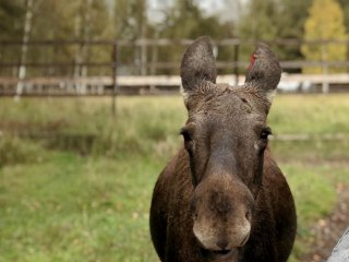 Фото: Мария Кравчук / «Научная Россия»