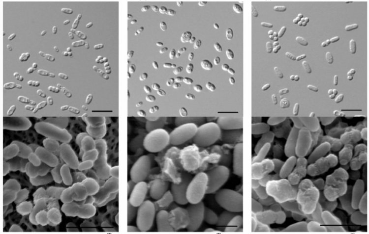 Ученые установили принадлежность трех новых видов дрожжей к редкому роду Vanderwaltozyma