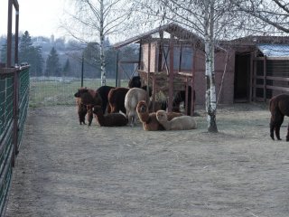 Альпачино и его команда…Фото: Мария Кравчук / «Научная Россия»