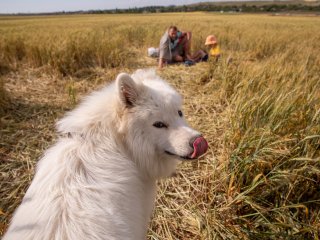 Селекционно-семеноводческий центр по эфирномасличным культурам. Фото: Николай Мохначев / Научная Россия