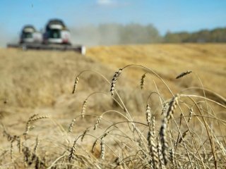 Нейронная сеть поможет сохранить урожай