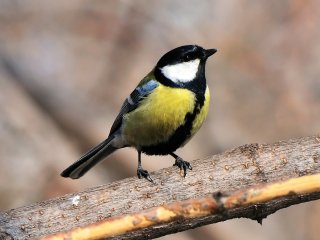 Большая синица (Parus major)  Источник Андрей Бушуев, биологический факультет МГУ