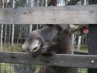 Добро пожаловать на Лосиную Биостанцию!…Фото: Мария Кравчук / «Научная Россия»