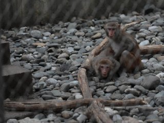 Ученые РАН впервые в мире провели перфузию головного мозга химиопрепаратами…