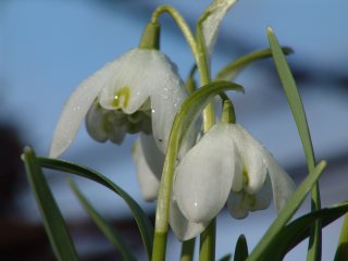 Galanthus nivalis flore Pleno 16—04—06 (5)