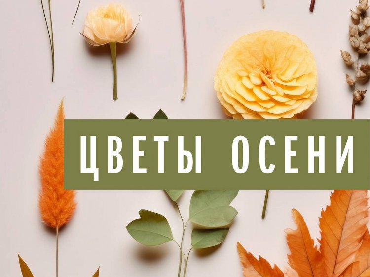 Выставка «Цветы осени» / Источник https://gbmt.ru/ru/about/news/news/vystavki-serii-tsvety-nashikh-sadov-/