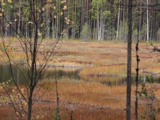 Студенческий тур «Научной России» в КарНЦ РАН. Фото: Ольга Мерзлякова / «Научная Россия»