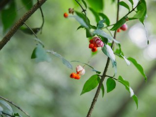 Есть такая наука ― лес защищать. Интервью со Святославом Некляевым. Фото: Елена Либрик / «Научная Россия»