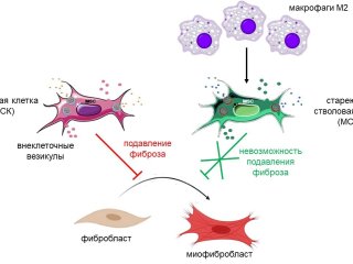 Схема взаимодействия макрофагов, стволовых клеток и фибробластов. Источник Ольга Григорьева