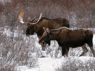 Томские зоологи нашли хранителей ДНК древних лосей