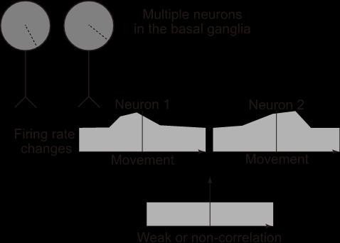 Как нейроны базальных ганглиев передают информацию для управления произвольными движениями?