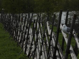 Мы здесь спасаем красоту, а красота спасает нас. "В мире науки" №8-9, 2019…