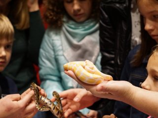 Всё, что нужно знать о королевских питонах…