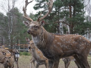 Добро пожаловать на Лосиную Биостанцию!…Фото: Мария Кравчук / «Научная Россия»