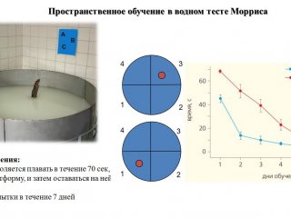 Пространственное обучение в водном тесте Морриса. Предоставлено Р.В. Кожемякиной.