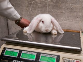 Animal husbandry in Crimea: a path to innovation and zero-waste operations. Photo: Scientific Russia / Nikolay Mokhnachev