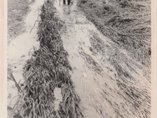 Посевы зерновых в условиях осенних паводков. Дальний Восток, 1980 г. Фото из архива ДВ НИИСХ, предоставлено спикером.