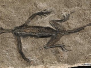 Tridentinosaurus antiquus был обнаружен в итальянских Альпах в 1931 году и считался важным образцом для понимания ранней эволюции рептилий, но теперь было установлено, что это частично подделка