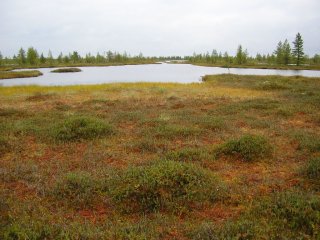 Complex Natural Formations: The Mire Phenomenon. Photo by V. K. Antipin