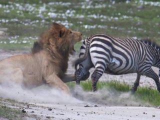 Фотографии сделаны в заповеднике Нгоронгоро (Ngorongoro) в Танзании