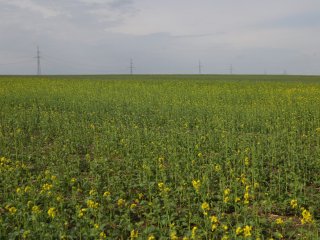 Вторая жизнь «Крымской Розы»