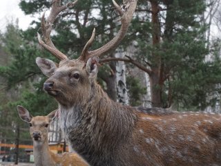 Добро пожаловать на Лосиную Биостанцию!…Фото: Мария Кравчук / «Научная Россия»