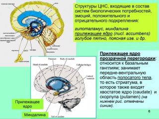 Основные нейромедиаторы. Часть 1.…