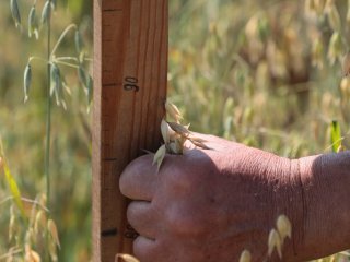 Золотые поля Немчиновки: А.М.Сергеев в гостях у аграриев…