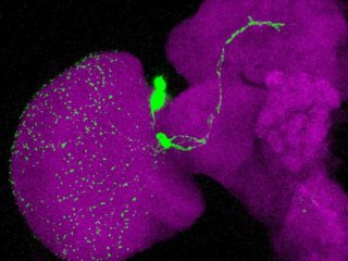 Экспрессия нейропептида Pdf (зеленый) в мозге (фиолетовый) Drosophila sechellia. Фото: Michael Shahandeh, Richard Benton (CIG, UNIL)