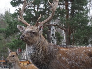 Добро пожаловать на Лосиную Биостанцию!…Фото: Мария Кравчук / «Научная Россия»