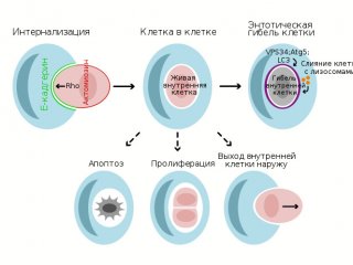 Энтоз / Источник фото: Alexey Gomankov/Википедия