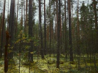 От древних вулканов до масс-спектрометра: первая научно-практическая конференция БРИКС в Карелии. Фото: Елена Либрик / «Научная Россия»