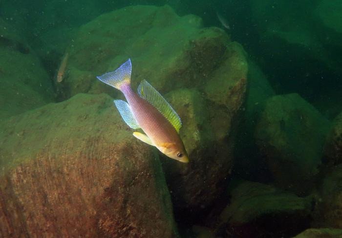 Особи вида Cyprichromis coloratus отличаются умеренной любознательностью