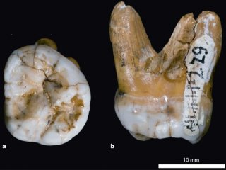 Homo Sapiens весьма активно смешивались с денисовскими людьми