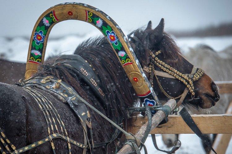 Хранители мезенских лошадей Русского Севера