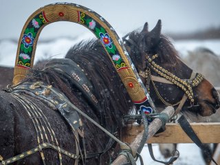 Хранители мезенских лошадей Русского Севера