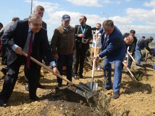 Оливковая аллея российско-сирийской дружбы в Никитском ботаническом саду