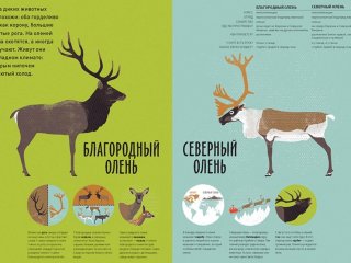 Чем они отличаются? 58 пар, которые легко перепутать…