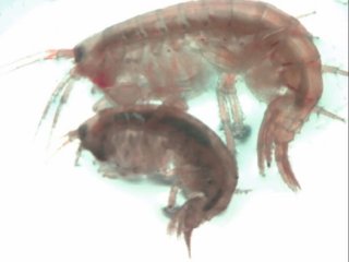 Самка и самец Gammarus aequicauda. Источник Владимир Яковенко