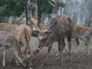 Добро пожаловать на Лосиную Биостанцию!…Фото: Мария Кравчук / «Научная Россия»