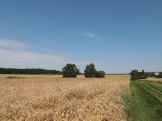 Золотые поля Немчиновки: А.М.Сергеев в гостях у аграриев…